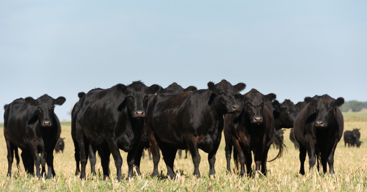A herd of Black Angus cattle stands together in a wide open pasture beneath a bright, clear blue sky.
